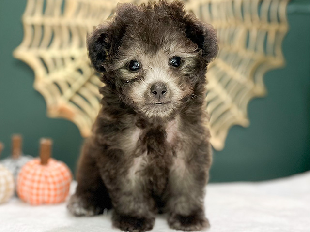 東京都のタイニープードル (ペッツファースト吉祥寺本店/2024年7月3日生まれ/男の子/シルバー)の子犬