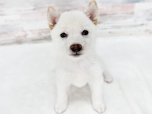 神奈川県の豆柴 (ペッツファースト秦野店/2024年7月1日生まれ/男の子/白)の子犬