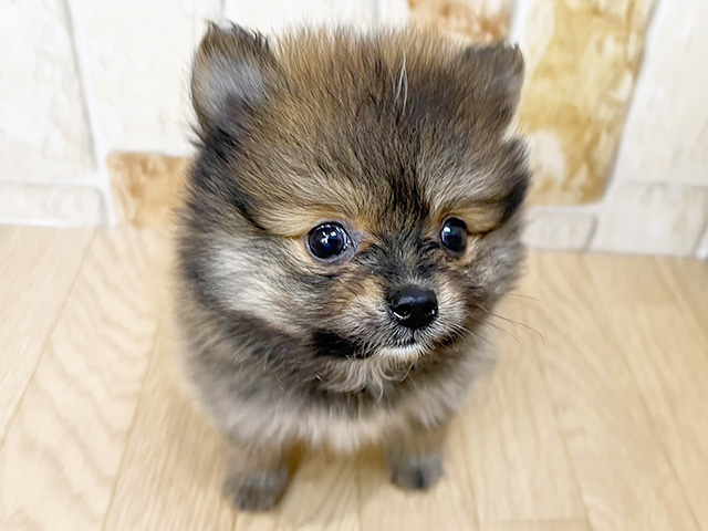 静岡県のポメラニアン (ペッツファースト富士南店/2024年7月4日生まれ/女の子/オレンジ)の子犬