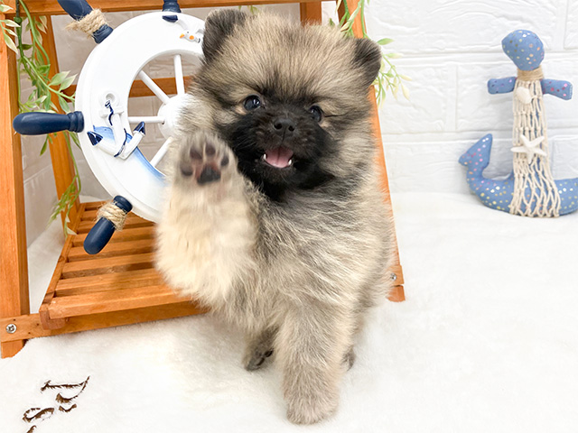 東京都のポメラニアン (ペッツファースト町田店/2024年6月28日生まれ/男の子/オレンジセーブル)の子犬