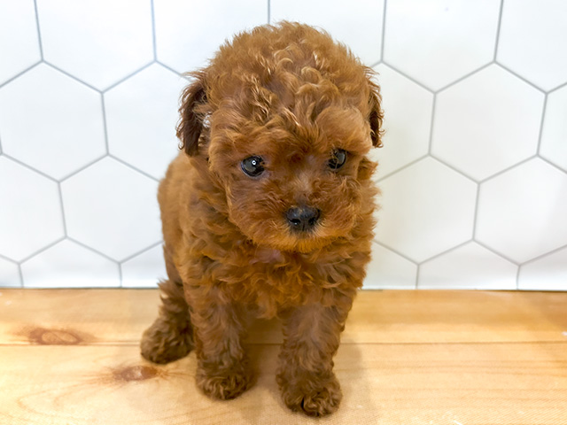 愛知県のタイニープードル (ペッツファースト名古屋栄店/2024年7月5日生まれ/男の子/レッド)の子犬