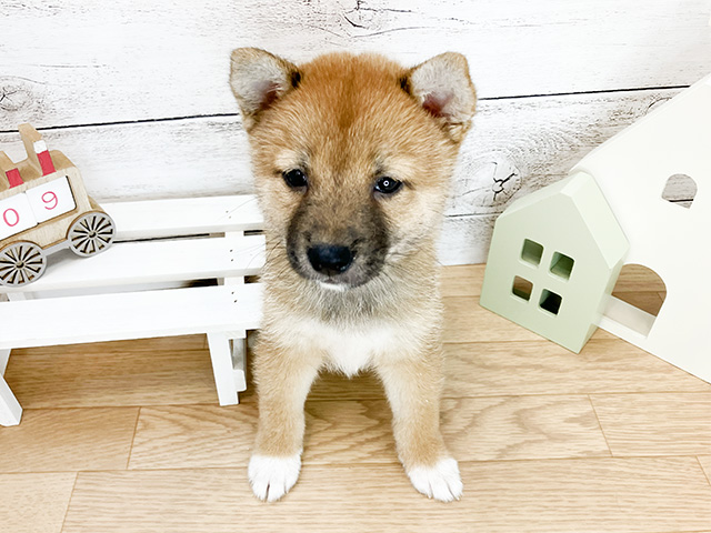 神奈川県の豆柴 (ペッツファースト大和鶴間店/2024年7月2日生まれ/男の子/赤)の子犬