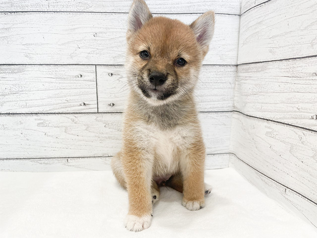 東京都の豆柴 (ペッツファースト広尾店/2024年7月2日生まれ/男の子/赤)の子犬