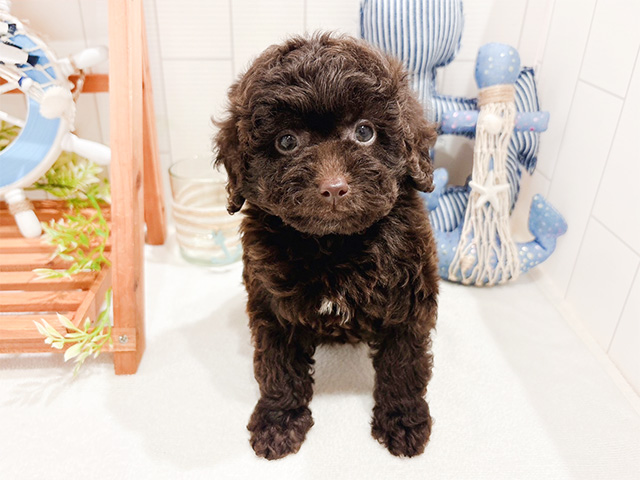 東京都のタイニープードル (ペッツファースト自由が丘店/2024年7月5日生まれ/女の子/ブラウン)の子犬