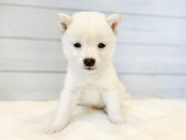 東京都の豆柴 (ペッツファースト青山店/2024年7月3日生まれ/男の子/白)の子犬