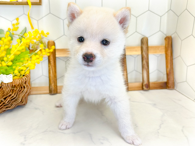 愛知県の豆柴 (ペッツファースト大高店/2024年7月3日生まれ/男の子/白)の子犬