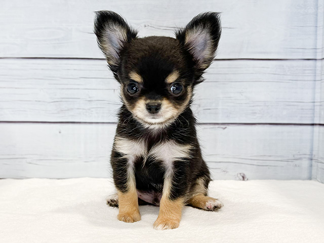 東京都のチワワ(ロング) (ペッツファースト青山店/2024年7月7日生まれ/男の子/ブラックタン)の子犬