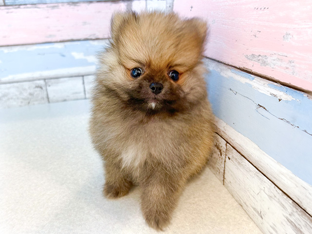 千葉県のポメラニアン (ペッツファーストおゆみ野店/2024年7月8日生まれ/男の子/オレンジ)の子犬