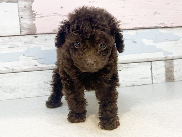 東京都のタイニープードル (ペッツファーストお台場店/2024年7月7日生まれ/女の子/ブラウン)の子犬