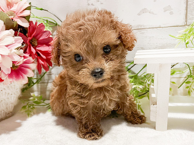 神奈川県のタイニープードル (ペッツファースト川崎店/2024年7月10日生まれ/男の子/レッド)の子犬