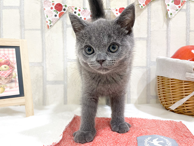 神奈川県のシャルトリュー (ペッツファーストfor cats横浜元町店/2024年7月9日生まれ/女の子/ブルー)の子猫