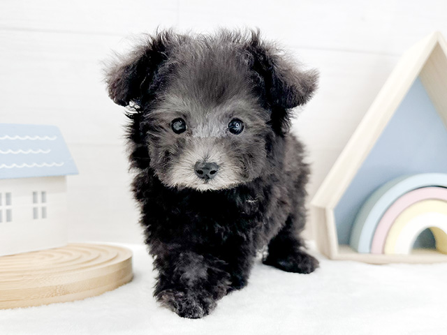 東京都のタイニープードル (ペッツファースト代官山店/2024年7月7日生まれ/女の子/シルバー)の子犬