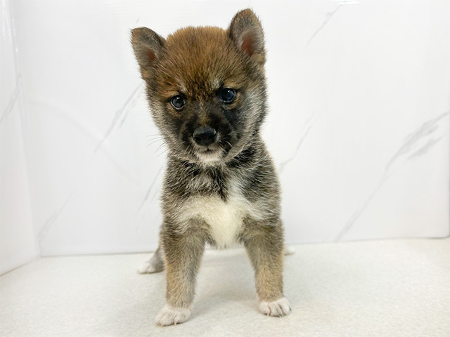 広島県の豆柴 (ペッツファースト広島本通店/2024年7月14日生まれ/男の子/赤)の子犬