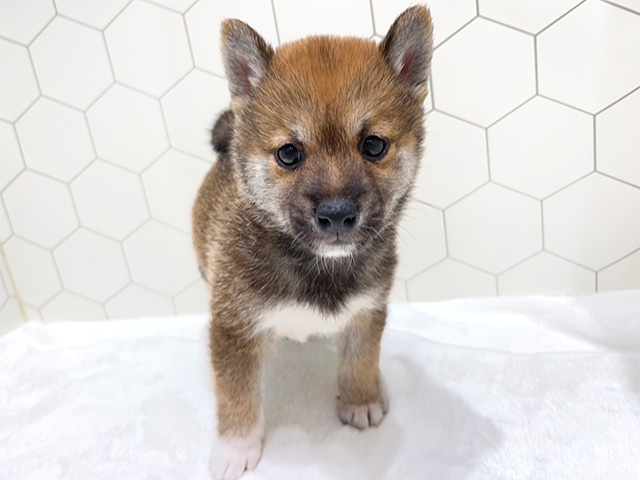 広島県の豆柴 (ペッツファースト広島府中店/2024年7月14日生まれ/男の子/赤)の子犬