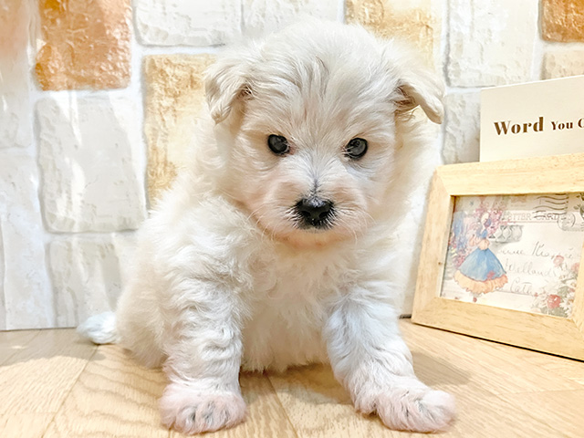 静岡県のポメプー(ポメラニアン×プードル) (ペッツファースト富士宮店/2024年7月16日生まれ/男の子/クリーム)の子犬