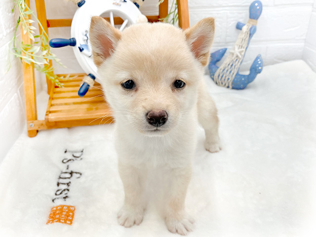 東京都の豆柴 (ペッツファースト町田店/2024年7月14日生まれ/女の子/白)の子犬