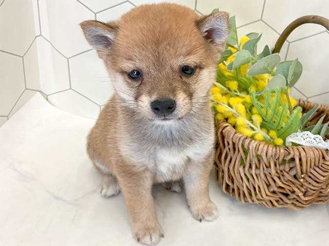 愛知県の豆柴 (ペッツファースト大高店/2024年7月14日生まれ/男の子/赤)の子犬