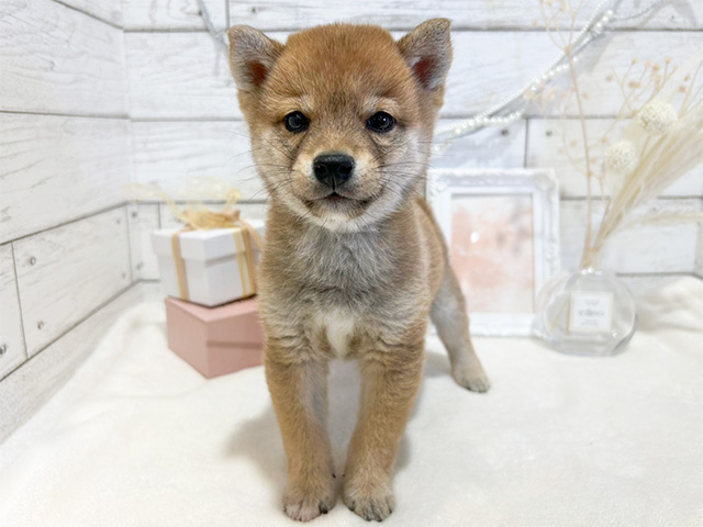 茨城県の豆柴 (ペッツファースト土浦店/2024年7月14日生まれ/男の子/赤)の子犬