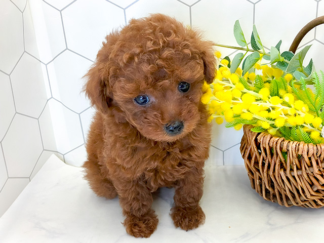 愛知県のトイプードル(トイ) (ペッツファースト大高店/2024年7月20日生まれ/男の子/レッド)の子犬