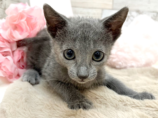 広島県のロシアンブルー (ペッツファースト宇品店/2024年7月18日生まれ/男の子/ブルー)の子猫