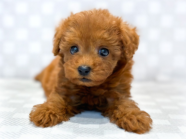 東京都のタイニープードル (ペッツファースト武蔵小山店/2024年7月22日生まれ/男の子/レッド)の子犬