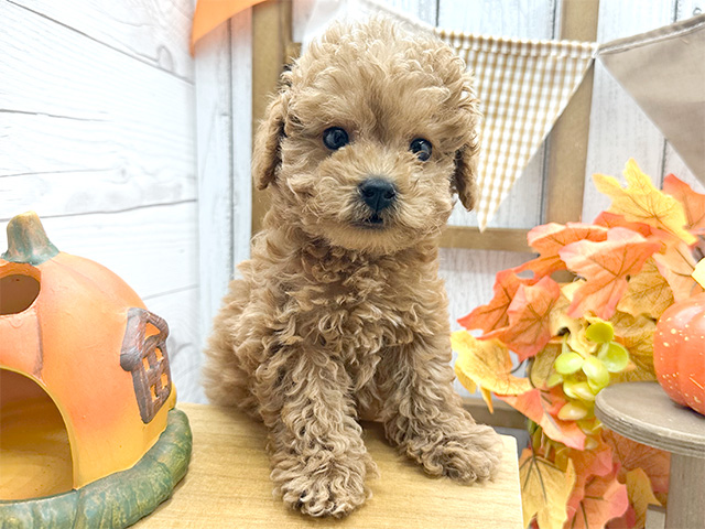 東京都のタイニープードル (ペッツファースト渋谷店/2024年7月20日生まれ/男の子/アプリコット)の子犬