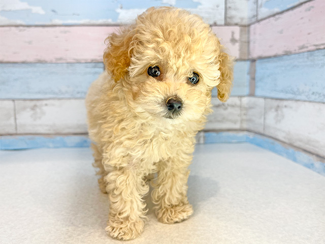 東京都のタイニープードル (ペッツファーストお台場店/2024年7月24日生まれ/男の子/クリーム)の子犬