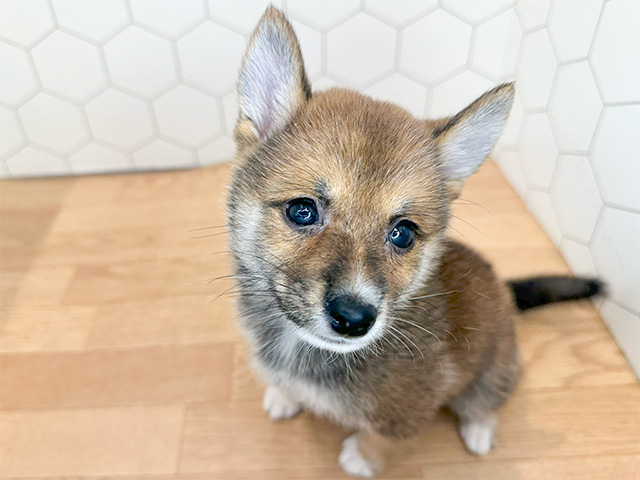 広島県の豆柴 (ペッツファースト広島祇園店/2024年7月21日生まれ/女の子/赤)の子犬