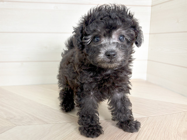 東京都のタイニープードル (ペッツファースト豊洲店/2024年7月26日生まれ/男の子/シルバー)の子犬