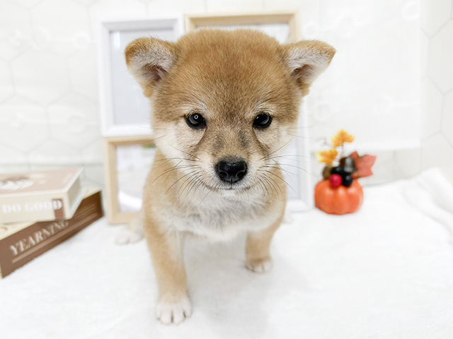 東京都の豆柴 (ペッツファースト吉祥寺サンロード店/2024年7月26日生まれ/女の子/赤)の子犬