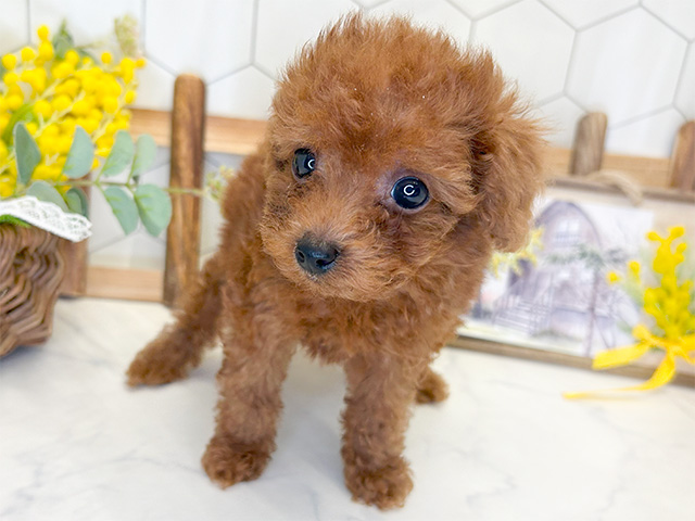 愛知県のタイニープードル (ペッツファースト大高店/2024年7月28日生まれ/女の子/レッド)の子犬