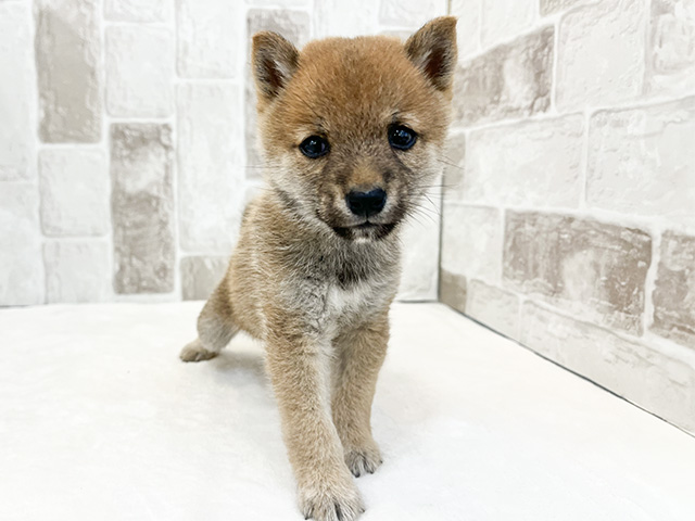 東京都の豆柴 (ペッツファースト下北沢店/2024年7月29日生まれ/男の子/赤)の子犬