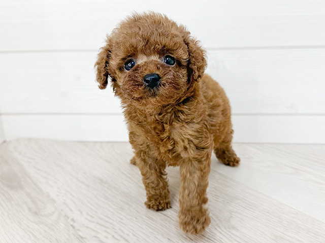 東京都のタイニープードル (ペッツファースト渋谷店/2024年7月31日生まれ/女の子/レッド)の子犬