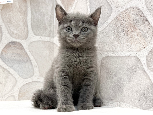 福岡県のシャルトリュー (ペッツファースト福津店/2024年8月1日生まれ/男の子/ブルー)の子猫