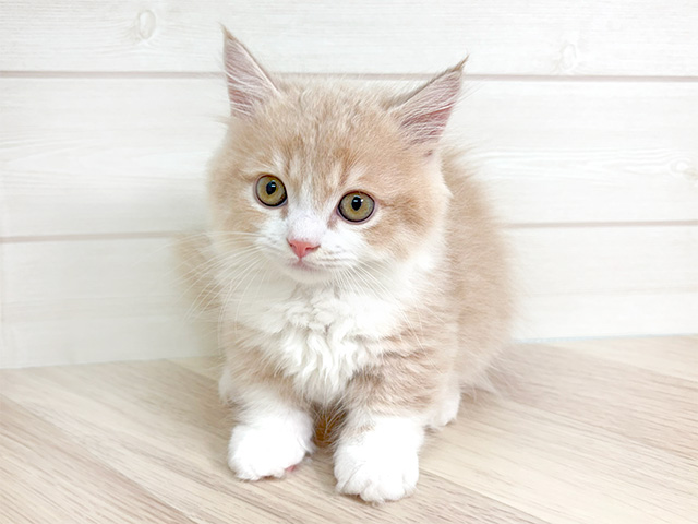 東京都のマンチカン (ペッツファースト豊洲店/2024年8月1日生まれ/男の子/クリームタビーホワイト)の子猫