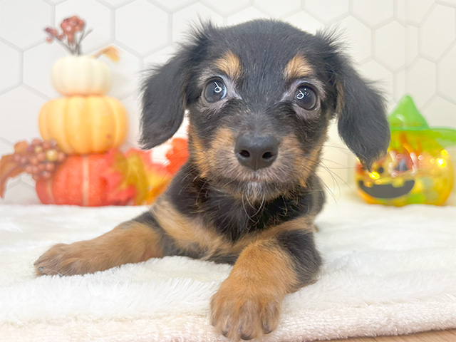 千葉県のハーフ犬・ミックス犬 (ペッツファーストカインズ千葉ニュータウン店/2024年8月1日生まれ/女の子/ブラックタン)の子犬