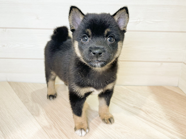 千葉県の豆柴 (ペッツファーストららぽーとTOKYO-BAY店/2024年8月1日生まれ/女の子/黒)の子犬