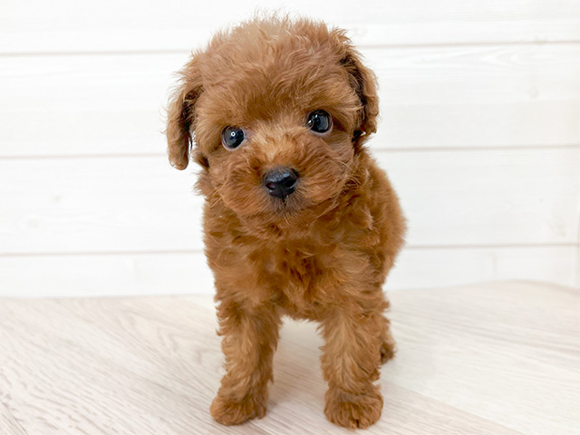 東京都のタイニープードル (ペッツファースト渋谷店/2024年8月1日生まれ/男の子/レッド)の子犬