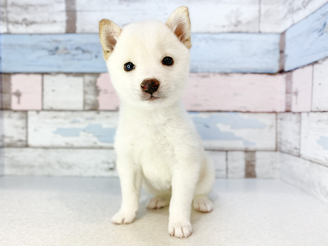 東京都の豆柴 (ペッツファーストお台場店/2024年8月5日生まれ/女の子/白)の子犬