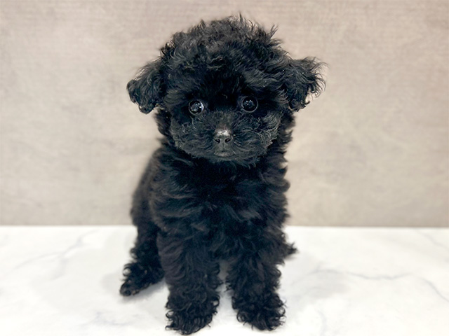 東京都のタイニープードル (ペッツファースト青山店/2024年8月9日生まれ/女の子/ブラック)の子犬