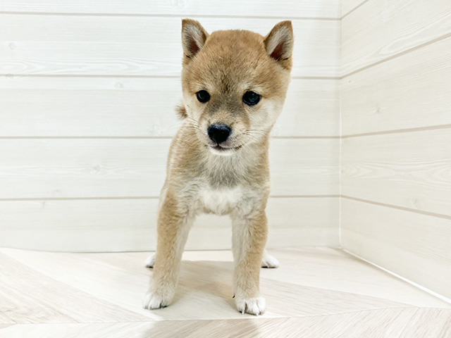 鳥取県の豆柴 (ペッツファースト日吉津店/2024年8月7日生まれ/男の子/赤)の子犬