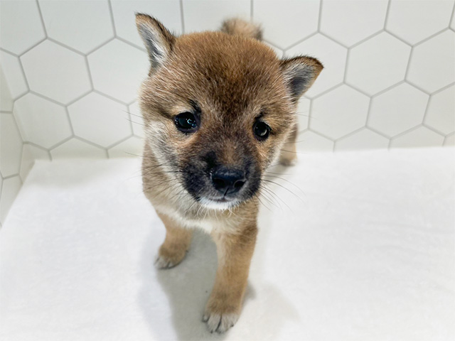 岡山県の豆柴 (ペッツファースト倉敷店/2024年8月7日生まれ/女の子/赤)の子犬