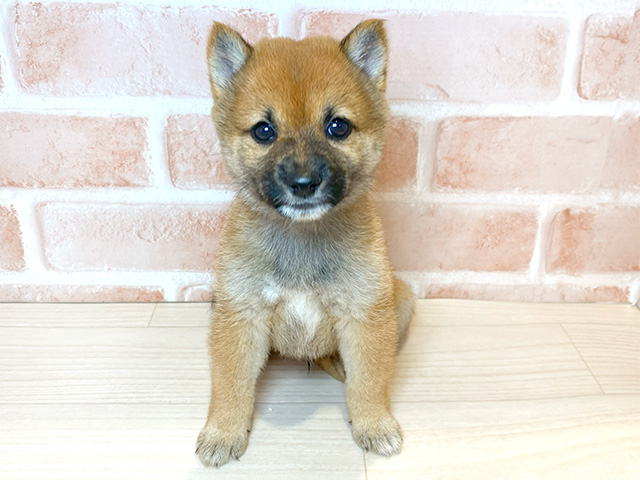 神奈川県の豆柴 (ペッツファースト横浜元町店/2024年8月6日生まれ/男の子/赤)の子犬