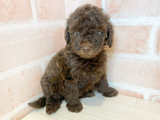 神奈川県のタイニープードル (ペッツファースト横浜元町店/2024年8月8日生まれ/女の子/ブラウン)の子犬