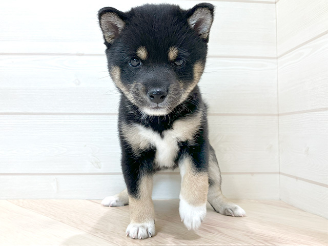 群馬県の豆柴 (ペッツファースト高崎店/2024年8月11日生まれ/女の子/黒)の子犬