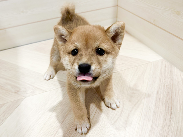 東京都の豆柴 (ペッツファースト豊洲店/2024年8月11日生まれ/男の子/赤)の子犬