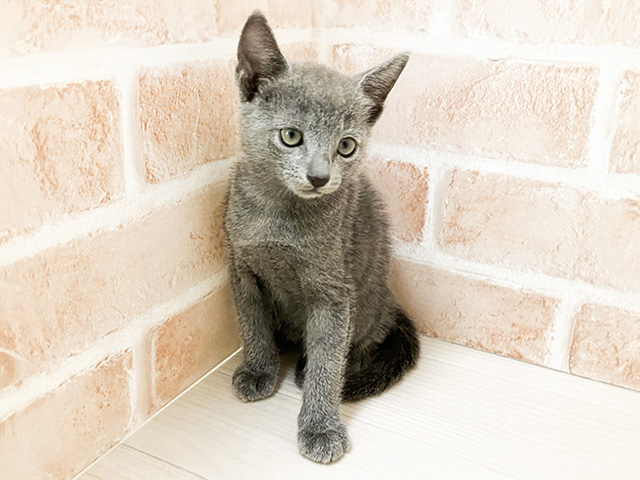 静岡県のロシアンブルー (ペッツファースト富士南店/2024年8月13日生まれ/男の子/ブルー)の子猫