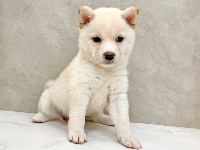 東京都の豆柴 (ペッツファースト下北沢店/2024年8月14日生まれ/女の子/白)の子犬