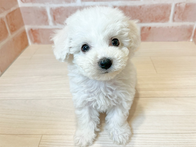 東京都のビションフリーゼ (ペッツファースト広尾店/2024年8月10日生まれ/女の子/ホワイト)の子犬