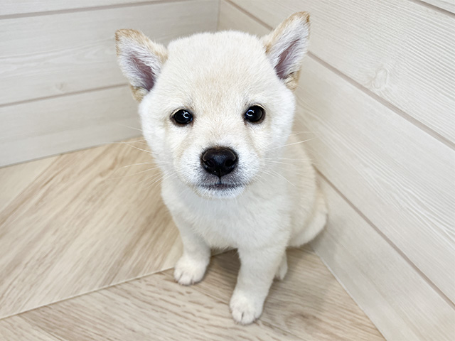 東京都の豆柴 (ペッツファースト麻布十番店/2024年8月15日生まれ/男の子/白)の子犬